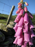 SX28802 Foxglove at stone wall.jpg